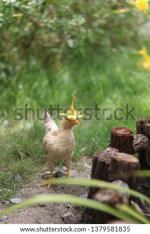 yellow chicken wear hat