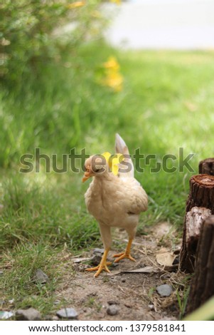 chicken wear hat yellow ,blur background