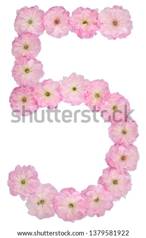 Numeral 5, five, from natural pink flowers of almond tree, isolated on white background