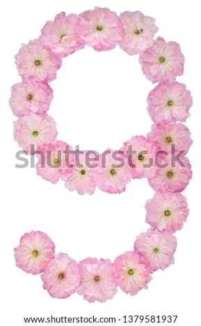 Numeral 9, nine, from natural pink flowers of almond tree, isolated on white background