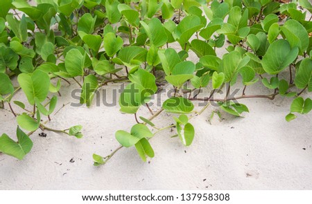 Natural picture of Ipomoea. Plant that grow on the beach