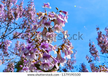 Blossom tree on the sky background / spring background
