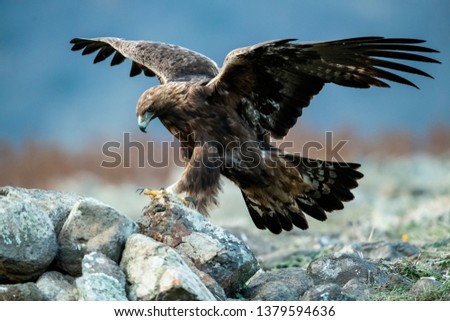 Goldean Eagle (Aquila chrysaetos) at mountain meadow in Eastern Rhodopes, Bulgaria Royalty-Free Stock Photo #1379594636