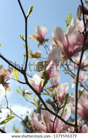 Magnolia flower in full bloom, spring blossoming flower tree in april, pink flower