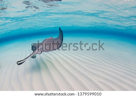 A wide angle shot of a stingray swimming away from the underwater camera at the Sandbar, Stingray City, Grand Cayman.  Royalty-Free Stock Photo #1379599010