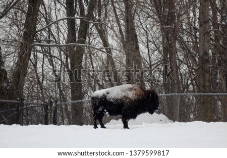 Wild Bull stepping over a snowbank