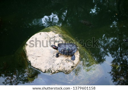 A turtle on a rock in the center of a pond at a park