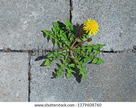 top view of yellow dandelion flower between grey paving stones Royalty-Free Stock Photo #1379608760