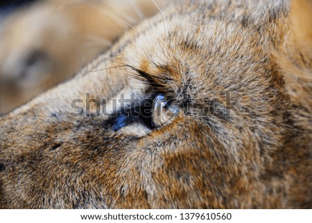 A Lion Eye