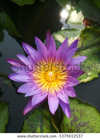 water lily of picture