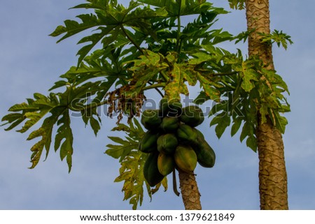 Traditional species, plants fruits and vegetables of Uganda: during our journeys in Africa we shoot many original flora pictures. We love to eat fresh yellow and green pawpaw from the papaya tree