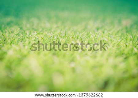 Green grass. background texture. fresh spring green grass