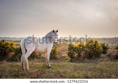 A New Forest Pony in the New Forest, Brockenhurst, Hampshire, UK.