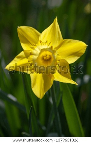 yelow daffodil in close up view