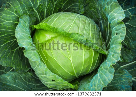 Fresh organic cabbage in the garden Royalty-Free Stock Photo #1379632571