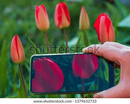 Young girl photographs flowers on smartphone. Hands closeup. Group of colorful tulips. red tulip flower illuminated by sunlight. Soft selective focus, tulip closeup