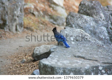 Beautiful bird Geai de Steller (Four Mile Trail Yosemite, California, West United State of America)