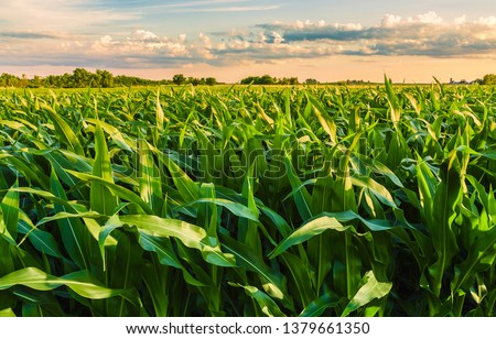 Beautiful field view, as a spiritual person, nature for me has always been a healing place. Going back all the way to my childhood on the farm, the fields and forests were places of adventure. Royalty-Free Stock Photo #1379661350
