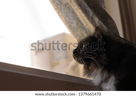 
cat in the window