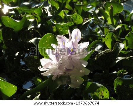 Hyacinth in full flower.