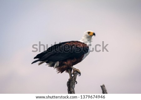 Eagle in Naivasha (Kenya)