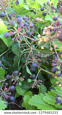 ivy blossoms and fruits in german garden Royalty-Free Stock Photo #1379685233
