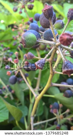 ivy blossoms and fruits in german garden Royalty-Free Stock Photo #1379685248