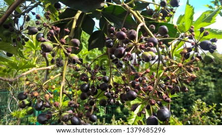 ivy blossoms and fruits in german garden, wonderful background Royalty-Free Stock Photo #1379685296