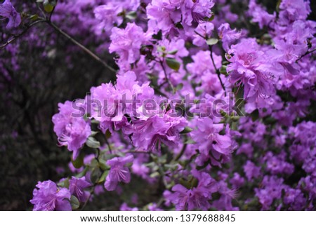 
bush with pink flowers