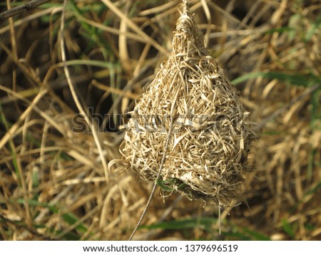 Weaver nest hanging from a reed.