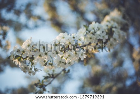 Cherry flowers blossom tree, dreamy light background. Soft focus. Greeting gift card template.