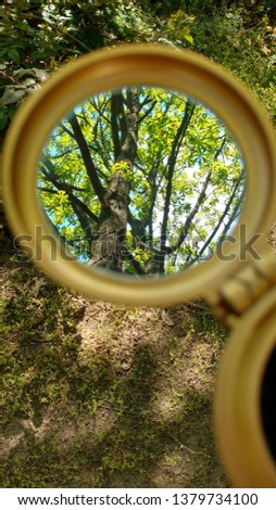 reflection of trees in the mirror