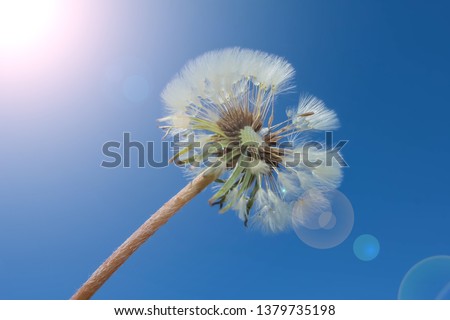 dandelion seeds on a blue background