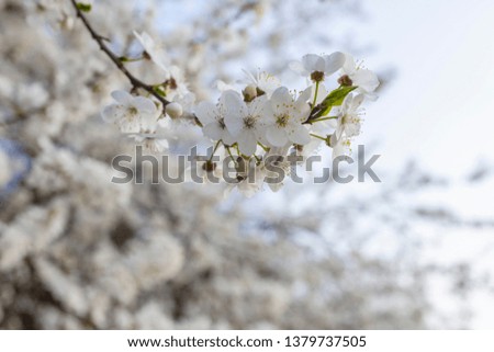 A closeup view of white spring cherry blossoms in full bloom on a tree branch.
