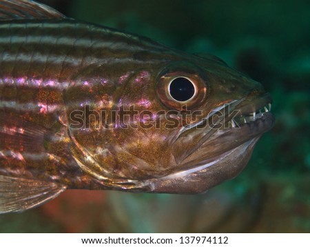 Cardinalfish with Eggs in the Mouth, Kardinalbarsch (Cheilodipterus intermedius)