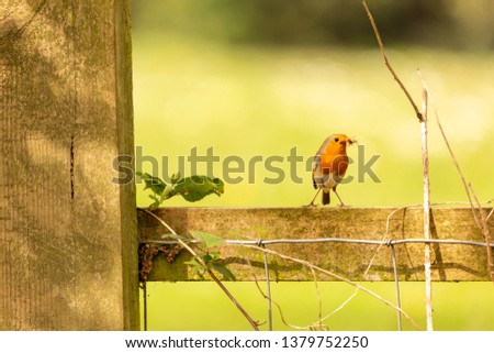 Wildlife portrait from front of Robin (Erithacus rubecula) perched on wooden fence rail with beak full of food for nesting chicks. Poole, Dorset, UK.