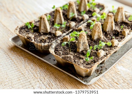 Small plats growing in carton chicken egg box in black soil. Break off the biodegradable paper cup and plant in soil outdoors. Reuse concept.