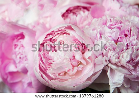 Pink peonies blossom background. Flowers	