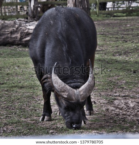 A picture of a Buffalo