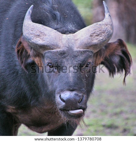 A picture of a Buffalo