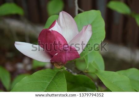 Delicate fresh magnolia flower in a green garden