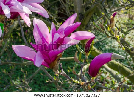 Pink Magnolia "Betty"
