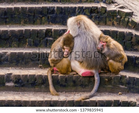 two female hamadryas baboons cuddling with a male hamadryas baboon, tropical monkeys from Africa