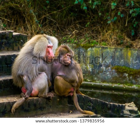couple of hamadryas baboons together, male and female sitting close together, tropical monkeys from Africa
