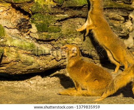 closeup of a yellow mongoose sitting in the sand, Also called red meerkat, exotic mammal from the south of Africa