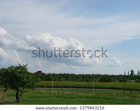 bright lush grass field under blue sunny sky. Rural pasture landscape with plain green grass field nature