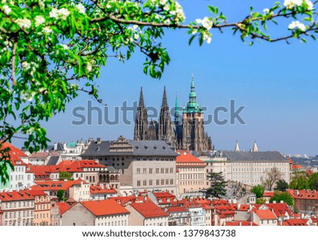 View of Prague Castle with spring flowers in forgrund