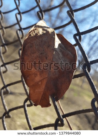 Last year's walnut leaf on a transparent fence in the spring