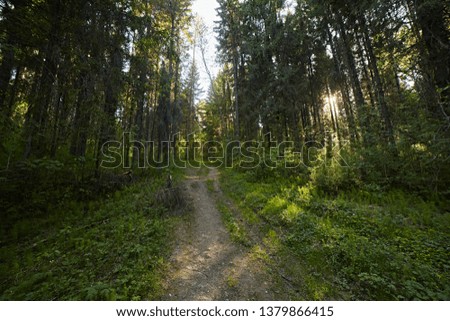 A lone trail for walking in the forest leads to the light