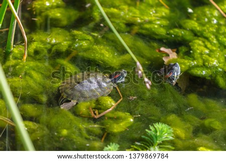 Two pond slider turtles in the water